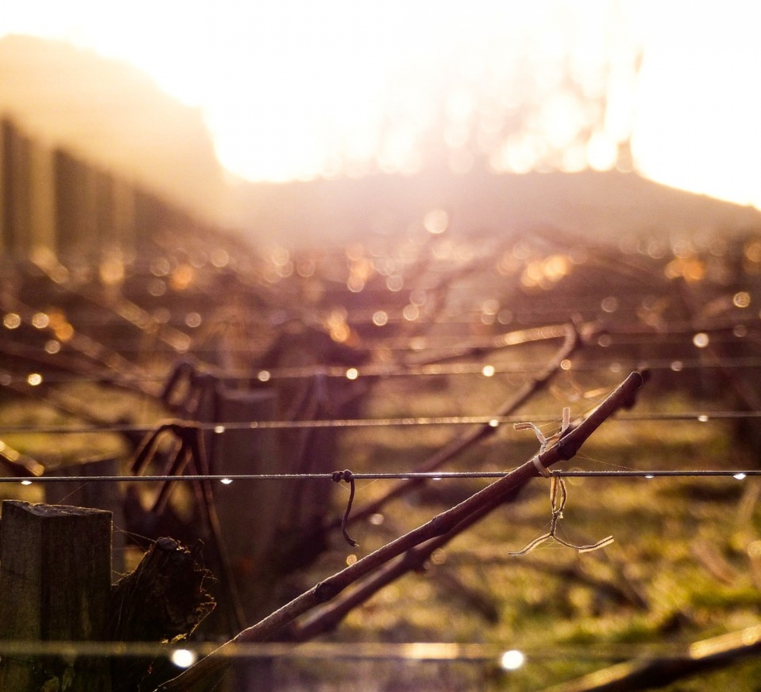 vignoble-coucher-soleil-1